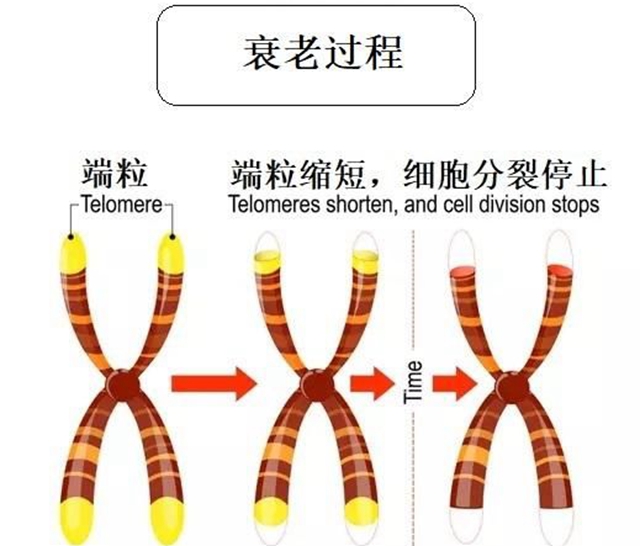 得出结论: 女性一旦生了孩子,染色体端粒就平均缩短4